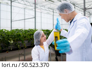 In the closed strawberry garden, a young scientist conducts a strawberry nutrient production experiment with her science class. Стоковое фото, агентство Ingram Publishing / Фотобанк Лори