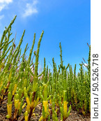 Green samphire or salicornia plants in sand at the seashore. Стоковое фото, агентство Ingram Publishing / Фотобанк Лори