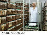 Young asian muslim female scientist doing research at a mushroom factory, examining mushroom leavening agent in a sterile and temperature-controlled room. Стоковое фото, агентство Ingram Publishing / Фотобанк Лори