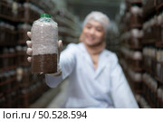 Young asian muslim female scientist doing research at a mushroom factory, investigating the growth of fungi in mushroom lumps. in a sterile and temperature-controlled room. Стоковое фото, агентство Ingram Publishing / Фотобанк Лори