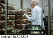 Young asian muslim female scientist doing research at a mushroom factory, investigating the growth of fungi in mushroom lumps. in a sterile and temperature-controlled room. Стоковое фото, агентство Ingram Publishing / Фотобанк Лори