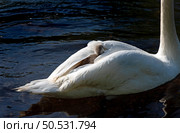 The mute swan with cygnet on the river Liffey on spring time, Celbridge, Ireland. Стоковое фото, фотограф Татьяна Кахилл / Фотобанк Лори
