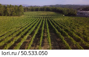 Aerial view, rows of grape vines, vineyard, Portugal. Стоковое фото, агентство Ingram Publishing / Фотобанк Лори