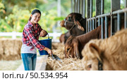 Portrait of Happy Asian farmer woman with bucket of hay feeding cows in cowshed on dairy farm. Agriculture industry, farming, people, technology and animal husbandry concept. Стоковое фото, агентство Ingram Publishing / Фотобанк Лори