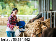 Portrait of Happy Asian farmer woman with bucket of hay feeding cows in cowshed on dairy farm. Agriculture industry, farming, people, technology and animal husbandry concept. Стоковое фото, агентство Ingram Publishing / Фотобанк Лори