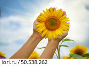 Sunflower in hands. Nature and care scene. Стоковое фото, агентство Ingram Publishing / Фотобанк Лори