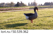Gray goose standing on green grass. Стоковое фото, агентство Ingram Publishing / Фотобанк Лори