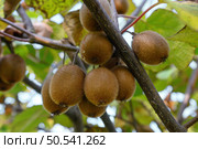A bunch of ripe kiwi fruit is hanging on a branch. Bottom view. Close-up. Стоковое фото, фотограф Екатерина Лызлова / Фотобанк Лори