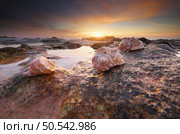 Beautiful seashells on the beach at thw sunset. Nature composition. Стоковое фото, агентство Ingram Publishing / Фотобанк Лори