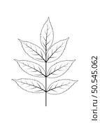 Autumn ash-tree leaf. Autumn ash-tree leaf in doodle sketch style. Vector illustration. Стоковая иллюстрация, агентство Ingram Publishing / Фотобанк Лори