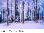 Snowy forest in amazing winter at sunrise. Colorful landscape with trees in snow, orange sky at dawn in mountains. Snowfall in woods. Wintry frozen woodland. Snow covered forest. Trees in hoar Nature. Стоковое фото, агентство Ingram Publishing / Фотобанк Лори