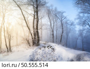 Snow-covered forest in morning fog. Winter landscape with snowy trees at sunrise. Wintry woods in misty conditions at dawn. Frosty winter scene. Enchanting woods. Ethereal winter woods. Snowscape. Стоковое фото, агентство Ingram Publishing / Фотобанк Лори
