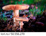 Harvest of mushrooms honey fungus (Armillaria mellea) - a family of edible mushrooms in the autumn forest. Стоковое фото, агентство Ingram Publishing / Фотобанк Лори