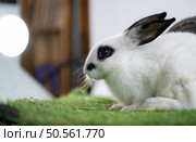 Fluffy white rabbit surrounded by lush green grass. Стоковое фото, агентство Ingram Publishing / Фотобанк Лори