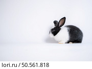 Fluffy black and white rabbit isolated on white background. Стоковое фото, агентство Ingram Publishing / Фотобанк Лори
