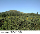 Junipers plants of Christmas trees growing on a mountain look at an angle horizontal. Стоковое фото, агентство Ingram Publishing / Фотобанк Лори