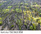 Thatched roof with moss background horizontal. Стоковое фото, агентство Ingram Publishing / Фотобанк Лори