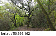 Mystical forest at Rio de Mouros pathway in Condeixa, Coimbra Portugal. winding through moss-covered oak trees and dense undergrowth, creating an enchanting natural tunnel beneath twisted branches on an autumn day. Стоковое фото, агентство Ingram Publishing / Фотобанк Лори