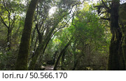 Mystical forest at Rio de Mouros pathway in Condeixa, Coimbra Portugal. winding through moss-covered oak trees and dense undergrowth, creating an enchanting natural tunnel beneath twisted branches on an autumn day. Стоковое фото, агентство Ingram Publishing / Фотобанк Лори