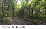 Mystical forest at Rio de Mouros pathway in Condeixa, Coimbra Portugal. winding through moss-covered oak trees and dense undergrowth, creating an enchanting natural tunnel beneath twisted branches on an autumn day. Стоковое фото, агентство Ingram Publishing / Фотобанк Лори