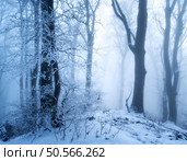 Mystical snowy forest in fog in beautiful winter at twilight. Colorful landscape with old foggy trees in snow, trail at dusk. Snowfall in misty woods. Wintry woodland. Mysterious snowy forest. Scenery. Стоковое фото, агентство Ingram Publishing / Фотобанк Лори