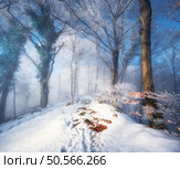 Snow-covered forest in morning fog. Winter landscape with trees covered in snow at sunrise. Wintry woods in misty conditions. Frosty winter scene. Enchanting woods. Ethereal winter woodland. Snowscape. Стоковое фото, агентство Ingram Publishing / Фотобанк Лори