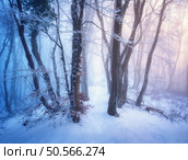Snow-covered forest in morning fog. Winter landscape with trees covered in snow at sunrise. Wintry woods in misty conditions. Frosty winter scene. Enchanting woods. Ethereal winter woodland. Snowscape. Стоковое фото, агентство Ingram Publishing / Фотобанк Лори