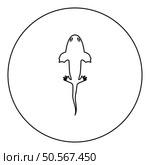 Axolotl ambystoma mexicanum overhead view icon in circle round black color vector illustration image outline contour line thin style simple. Axolotl ambystoma mexicanum overhead view icon in circle round black color vector illustration image outline contour line thin style. Стоковая иллюстрация, агентство Ingram Publishing / Фотобанк Лори
