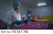 Raw material quality inspectors evaluate and inspect fish pieces before they enter the canned fish production process. Стоковое фото, агентство Ingram Publishing / Фотобанк Лори