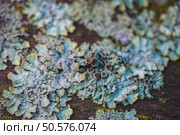 A close-up of the textured surface of a tree covered in common lichen, showing the intricate patterns and colours of this symbiotic organism. Стоковое фото, фотограф Ольга Ильина / Фотобанк Лори