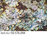 A close-up of the textured surface of a tree covered in common lichen, showing the intricate patterns and colours of this symbiotic organism. Стоковое фото, фотограф Ольга Ильина / Фотобанк Лори