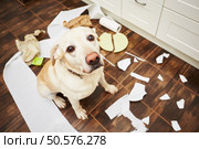 Naughty dog - Lying dog in the middle of mess in the kitchen. Стоковое фото, агентство Ingram Publishing / Фотобанк Лори