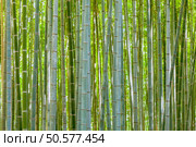 arashiyama bamboo forest, Kyoto, Japan. Стоковое фото, агентство Ingram Publishing / Фотобанк Лори