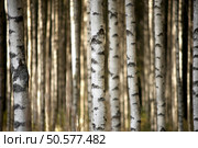 Close up of trunks of birch trees. Стоковое фото, агентство Ingram Publishing / Фотобанк Лори