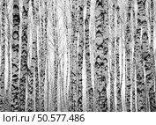 Winter trunks birch trees black and white. Стоковое фото, агентство Ingram Publishing / Фотобанк Лори