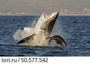 Great White Shark (Carcharodon carcharias) breaching in an attack on seal , South Africa . Стоковое фото, агентство Ingram Publishing / Фотобанк Лори