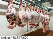 Large pieces of raw butchered meat hanging from metallic racks in food processing plant refrigeration room. Large pieces of meat hanging in cooler. Стоковое фото, агентство Ingram Publishing / Фотобанк Лори