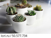 Mix of cactuses in the white light room. Стоковое фото, агентство Ingram Publishing / Фотобанк Лори
