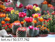 Big mix of beautiful vivid bloomy cactuses . Стоковое фото, агентство Ingram Publishing / Фотобанк Лори