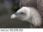 Vulture. Стоковое фото, агентство Ingram Publishing / Фотобанк Лори