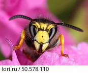 Busy wasp peeking from a pink flower macro close-up. Стоковое фото, агентство Ingram Publishing / Фотобанк Лори