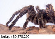 Closeup of danger mexican spider (brachypelma albopilosum). Closeup of mexican spider -tarantula (brachypelma albopilosum) Стоковое фото, агентство Ingram Publishing / Фотобанк Лори