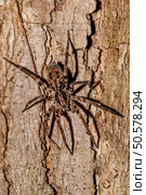 huntsman spider on tree trunk. Huntsman spider is members of the family Sparassidae (formerly Heteropodidae). Nosy Mangabe National park, Toamasina province, Madagascar wildlife and wilderness. huntsman spider on tree trunk Madagascar. Стоковое фото, агентство Ingram Publishing / Фотобанк Лори