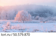 Christmas holiday morning. Tree with hoarfrost illuminated by pink sunlight. White snow cover meadow. Стоковое фото, агентство Ingram Publishing / Фотобанк Лори