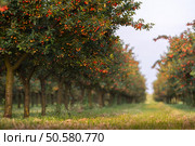 Ripening cherries on orchard tree. Стоковое фото, агентство Ingram Publishing / Фотобанк Лори
