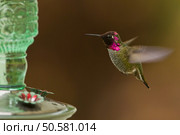 Hummingbird and feeder.  Side view of hummingbird hovering next to a bird feeder. . Стоковое фото, агентство Ingram Publishing / Фотобанк Лори