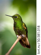 Hummingbird portrait in amazon rainforest, Yasuni National Park, Orellana, Ecuador. Hummingbird portrait in amazon rainforest, Yasuni National Park, Ecuador. Стоковое фото, агентство Ingram Publishing / Фотобанк Лори