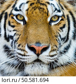 close-up portrait of the big tiger on stone wall background. Стоковое фото, агентство Ingram Publishing / Фотобанк Лори