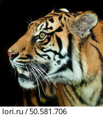 The Sumatran tiger is a rare tiger subspecies that inhabits the Indonesian island of Sumatra. It was classified as critically endangered by IUCN in 2008 as the population is projected to be 441 to 679 ... Wikipedia. Стоковое фото, агентство Ingram Publishing / Фотобанк Лори