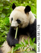 Giant panda eating bamboo. Стоковое фото, агентство Ingram Publishing / Фотобанк Лори